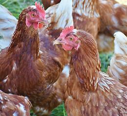 Ladri di galline a Pontevico