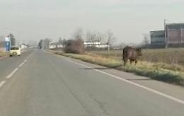 Monticelli, toro fugge da recinto. Scompiglio in paese