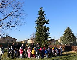 I bimbi dell'asilo del Boschetto si prenderanno cura dell'albero di Natale