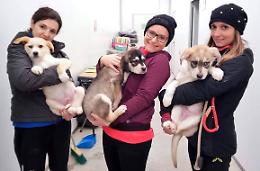 Anpana, "Da 10 anni impegno e amore per gli animali"
