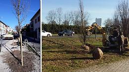 Il 28 novembre prima Festa dell’albero di San Felice e San Savino