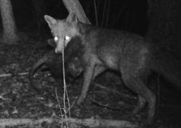 La volpe cattura la nutria, il momento immortalato dalla fototrappola