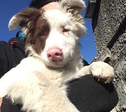 La storia a lieto fine di Johnny, il cucciolo sordocieco salvato dai volontari ha trovato casa a Milano