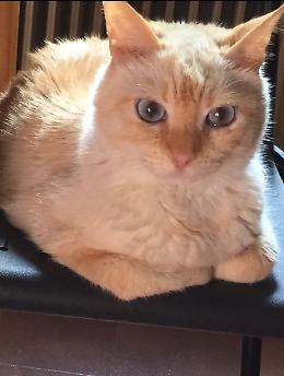 Micetto bianco scomparso in zona porta Romana