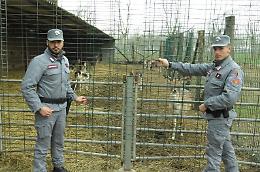 Allevamento abusivo di daini in cascina, un denunciato