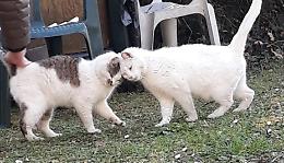 La gatta Stella ora è al sicuro