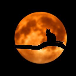 Il 20 marzo arriva la super Luna di primavera