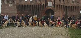 Raduno dei golden retriever, assalto dorato alla Rocca