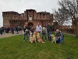 FOTO Assalto dorato: il raduno dei golden retriever alla Rocca di Soncino