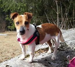 Cagnolina salvata per strada tra le auto che le sfrecciano accanto: ora cerca casa