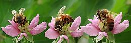 Proteggiamo le api, in Comune la firma del patto Urban Bees