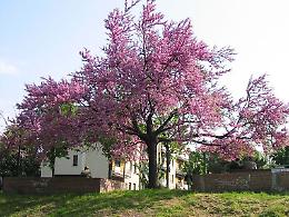 Via Bacchetta, decise le piante: in arrivo 27 alberi di Giuda
