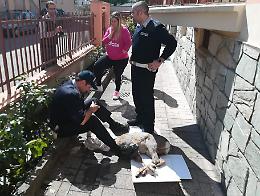 Capriolo ferito recuperato in via Trieste