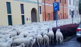 La transumanza nel centro del paese 