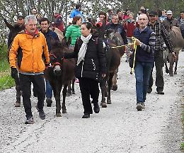 Gli asinelli protagonisti della 'Transumanza di Primavera'