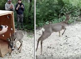 Capriolo liberato dopo le cure al Cras di Calvatone