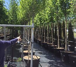 Rinviata la foresta in piazza