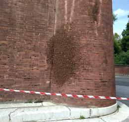 Sciame d'api sulla torre