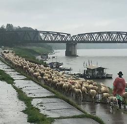 Transumanza di pecore sotto il ponte di Po