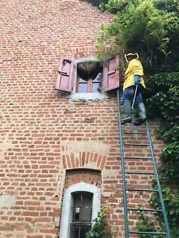 Sciami d'api su case e chiese