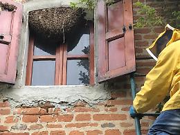 Sciami d'api su chiese e case