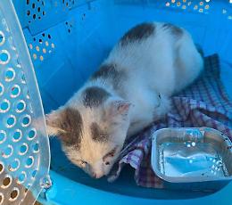 Otto gatti spariti nel nulla, sospetto avvelenamenti