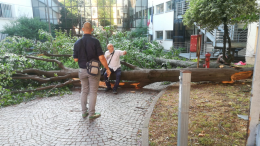 Cremona istituto Ghisleri, albero crolla nel cortile d'ingresso