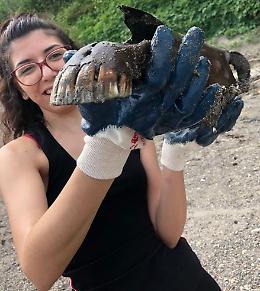 Tra la sabbia pure ossa e il cranio di un cavallo
