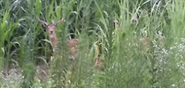 Parco Oglio, daini 'fuori controllo': allerta massima