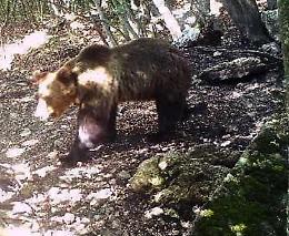 Sparare a vista sull'orso M49. Sei d'accordo?