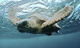 Zoologia, una caretta nel Po. Il mistero della tartaruga marina