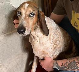 Allerta vipere, cane salvato in extremis