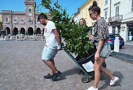 Piante sul Listone: "Esperienza già chiusa"