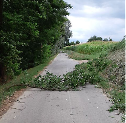 Interventi di emergenza per mettere in sicurezza piante e strade