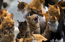 Crema città di gatti:  56  le colonie