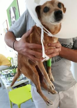 Cagnolina fuggita e investita: Luna sta bene ed è tornata a casa