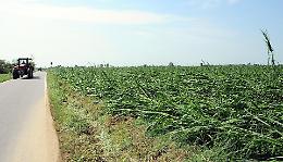 Maltempo, agricoltura in ginocchio: danni per milioni di euro 