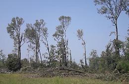 Riserva Menasciutto, bosco devastato dal maltempo