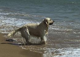 Rischia di annegare, donna di Casalmaggiore salvata da una Golden retriever