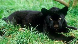 Nuovo avvistamento di un felino vicino a un pollaio  