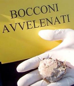 Bocconi avvelenati,  un cane morto