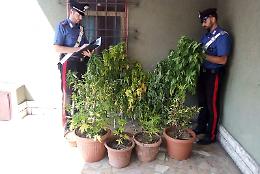 Coltivazione di marijuana in cortile, 30enne arrestato