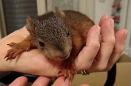 Animali selvatici, piccola arca di Noè in terra casalasca