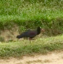 Ibis eremita atterra a Regona
