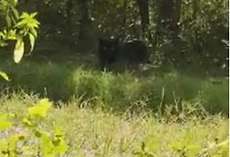 Pantera, adesso c'è un video