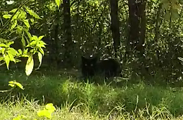 'E' un gatto, non era mia intenzione scatenare l'allarme'