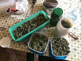 Pensionato insospettabile arrestato: in casa 640 grammi di marijuana
