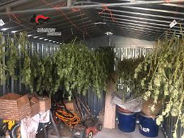 Coltivava 50 piante di marijuana, arrestato 48 enne