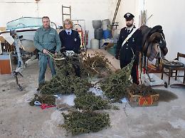 Arrestato dai Carabinieri nel bel mezzo della raccolta di marjuana