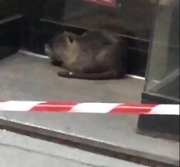 Grossa nutria catturata nel centralissimo Corso Campi